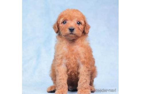 成約済の東京都のトイプードル-202099の1枚目